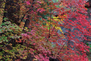 Oak Creek Canyon Sedona Tours